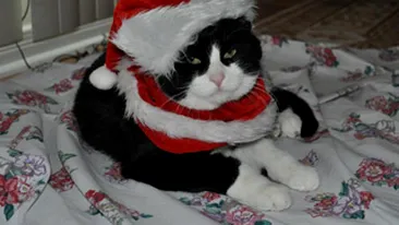 Diana Dumitrescu a avut de Craciun un partener serios, cu privire patrunzatoare si cu mustata! Afla cine este!