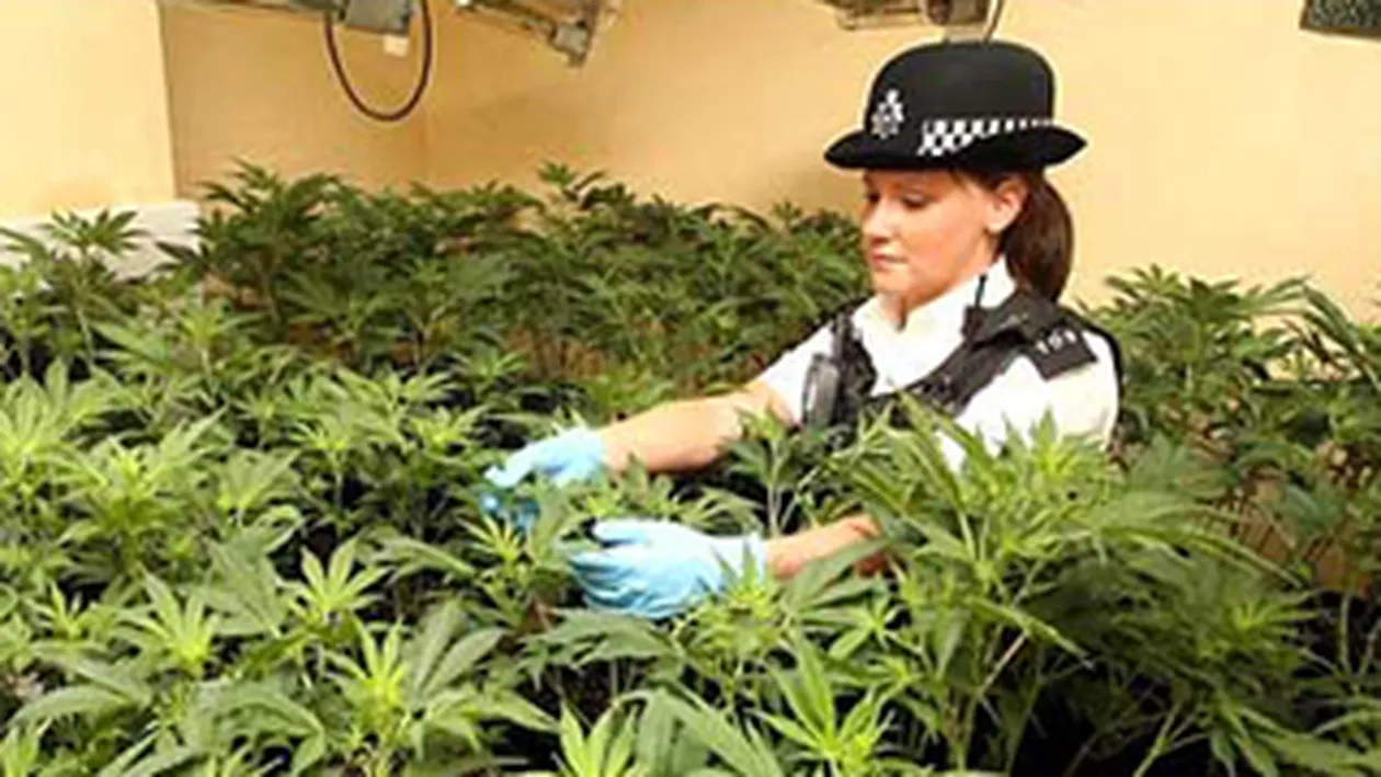 Un kilogram de canabis descoperit intr-un portret al fotbalistului Adebayor