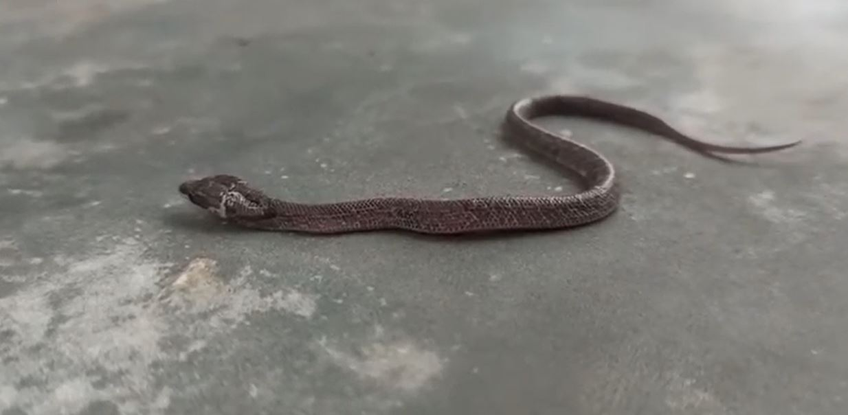 Nu e trucaj! Filmare inedită cu șarpele cu 2 capete. Specie foarte rară de reptilă a fost descoperită în India, iar unii oameni cred că prevestește ceva rău | VIDEO