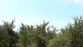 Fructul supranumit 