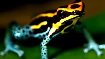 Broastele raioase simt cutremurele cu cateva zile inainte!