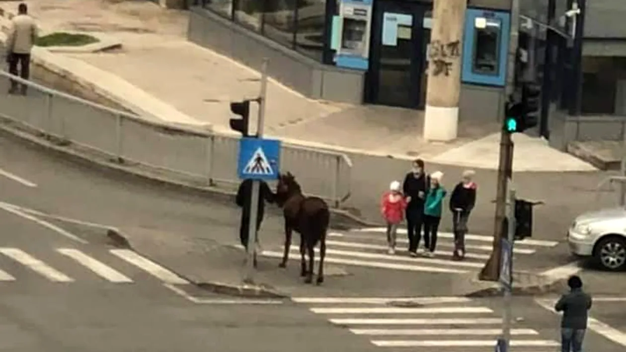 Imagini surprinzătoare din Craiova. A scos calul la plimbare prin centrul orașului. VIDEO