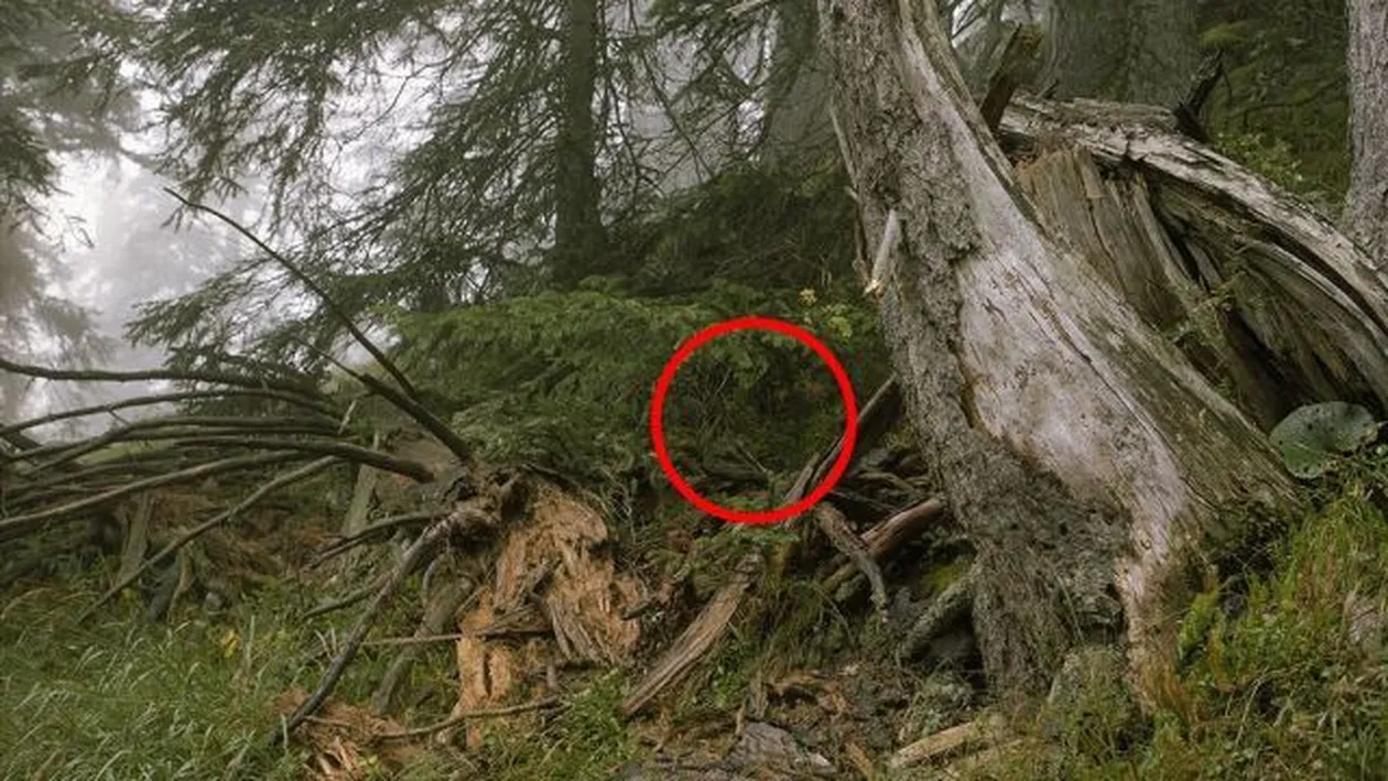 DETALIUL care ti-a scapat din acesta poza te poate costa VIATA! Vezi ce se ascunde aici