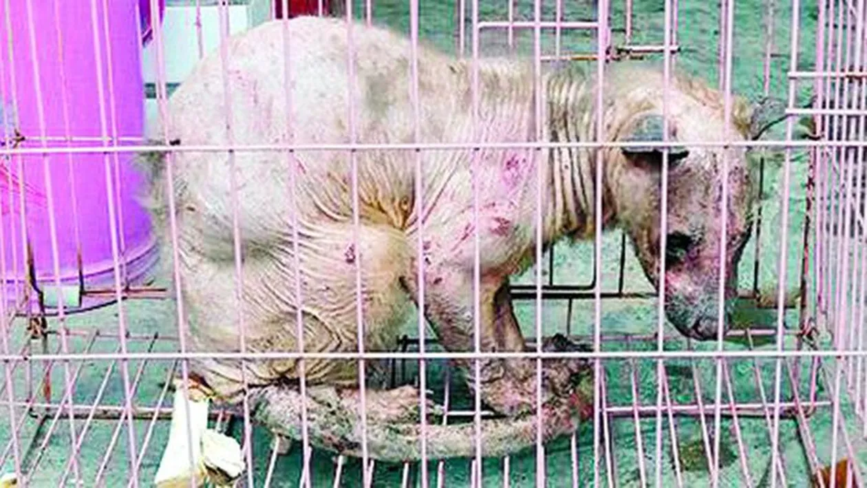 L-au prins pe Yeti in China