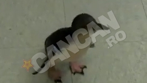 VIDEO El e cel mai dragalas pinguin din lume! Uite-l cum se bucura alaturi de ingrijitorul sau!