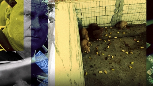 Ce veste cruntă primește monstrul din Caracal în închisoare. Nu toate animalele salvate din “Casa Groazei” au avut o soartă fericită
