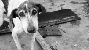 Gestul unei românce a înfuriat iubitorii de animale. Și-a abandonat câinele bolnav într-un șanț, însă s-a ales cu o amendă usturătoare