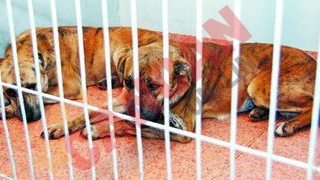 Cainii asasini, dati spre adoptie