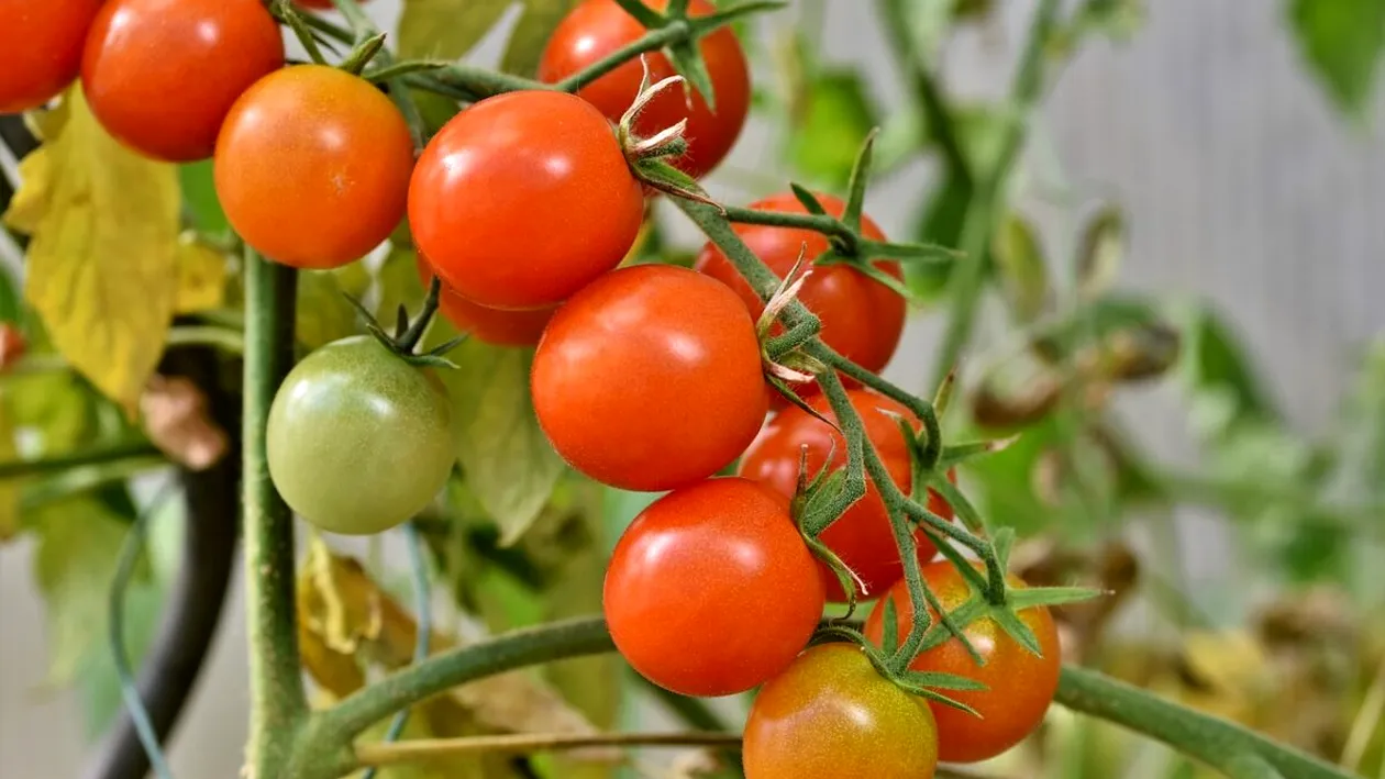 Consumi zilnic roșii? Care sunt riscurile la care te expui