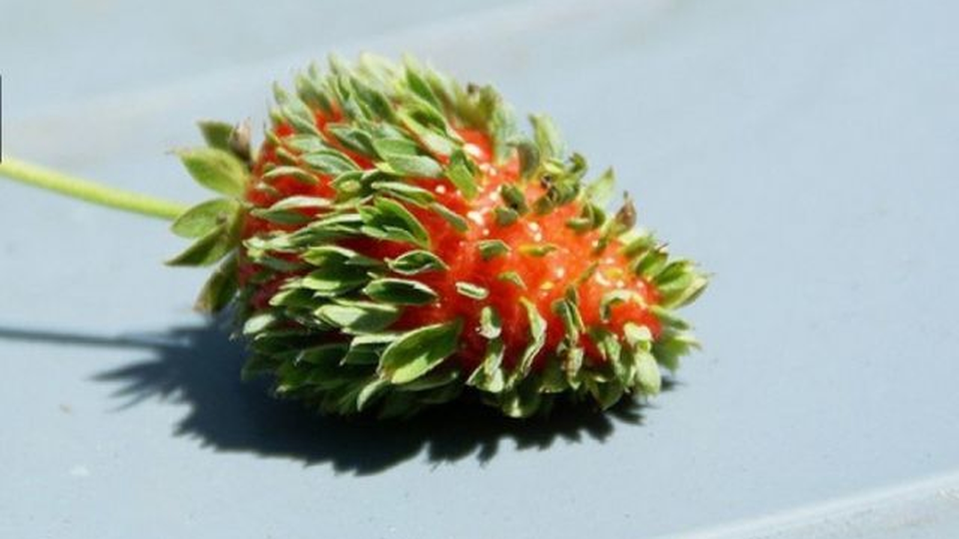 Cele mai CIUDATE flori şi fruncte cresc în Japonia. Ce s-a întâmplat cu natura după explozia de la Fukushima