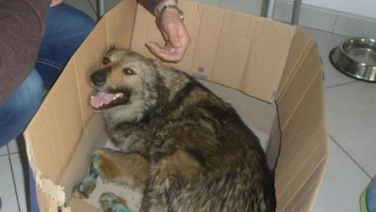 Povestea emotionantă a unui maidanez cu un singur picior, din România! Cum a ajuns să fie adoptat de un cuplu de englezi