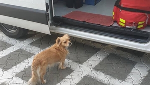Poveste impresionantă la Slatina. Căţelul Bobiţă nu s-a dezlipit de salvarea unde era tratat stăpânul lui