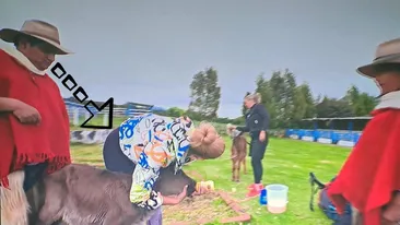 Cum a reacționat acest ecuadorian, după ce a văzut-o pe Iuliana Pepene aplecată, hrănind un vițel la America Express de la Antena 1