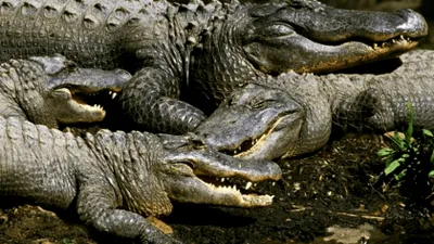 Strategia neobișnuită a Indiei pentru apărarea granițelor: șerpi și crocodili folosiți pentru descurajarea activităților ilegale la frontiera cu Bangladesh