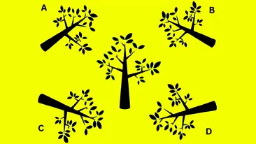 Test de inteligență | Care este umbra corectă a copacului din imagine?