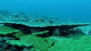 O creatură marină a devenit virală! Cum arată „îngerul de mare”