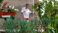 Un pensionar arădean a vopsit gardul viu din faţa blocului, ca să pară mai verde. Reacţia fabuloasă a trecătorilor