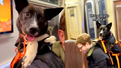 Un tânăr din New York plimbă câini în rucsac pentru a-i ajuta să fie adoptați. Imaginile fac înconjurul lumii