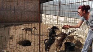 400 de câini, în pericol de a muri de foame