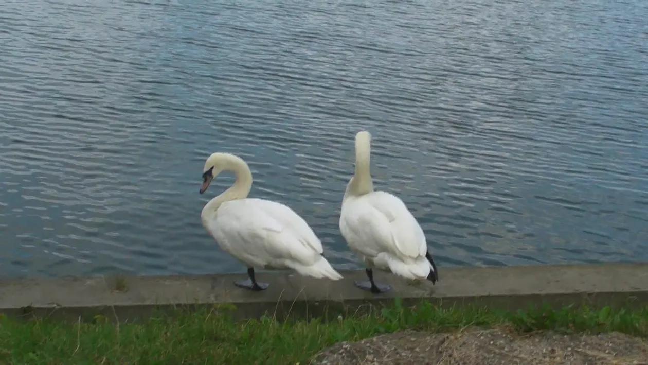 Alo, 112? Am vazut un cal cazut intr-un canal! Nu toate apelurile primite de ISU Bucuresti au legatura cu oamenii!