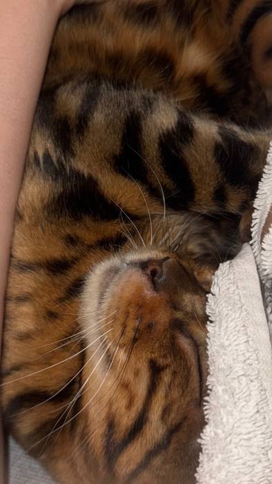 Pisica adoptată de Iulia Albu. Foto: social media