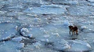 Salvat ca prin minune! Un catel a plutit peste 112 kilometri pe un ghetar!