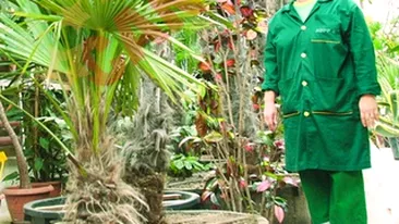 Palmierii lui Piedone, tratati cu vitamine