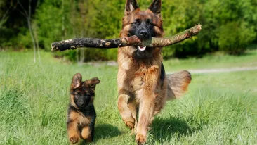 Reguli obligatorii pentru proprietarii de câini. Ce amenzi riscă cei care nu țin cont de legea din 2026