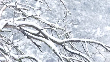A avut loc prima ninsoare în România! În ce localitate au căzut fulgii de nea