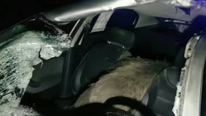 Grav accident în Dâmbovița. În urma impactului, un șofer s-a trezit cu un mistreț peste el