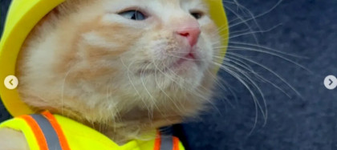 O surpriză găsită de muncitori într-un excavator nu mai pleacă de lângă ei
