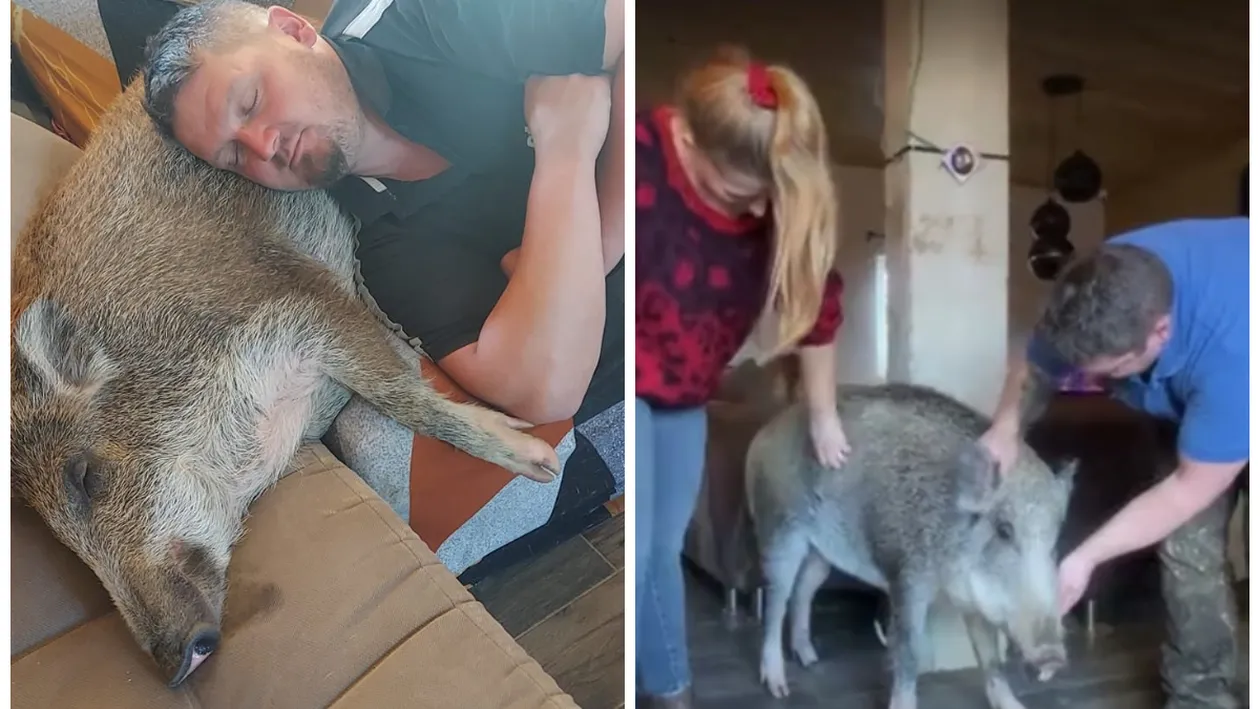 Vi-l prezentăm pe Oscar, cel mai iubit porc mistreț din lume! Trăiește într-un lux de invidiat