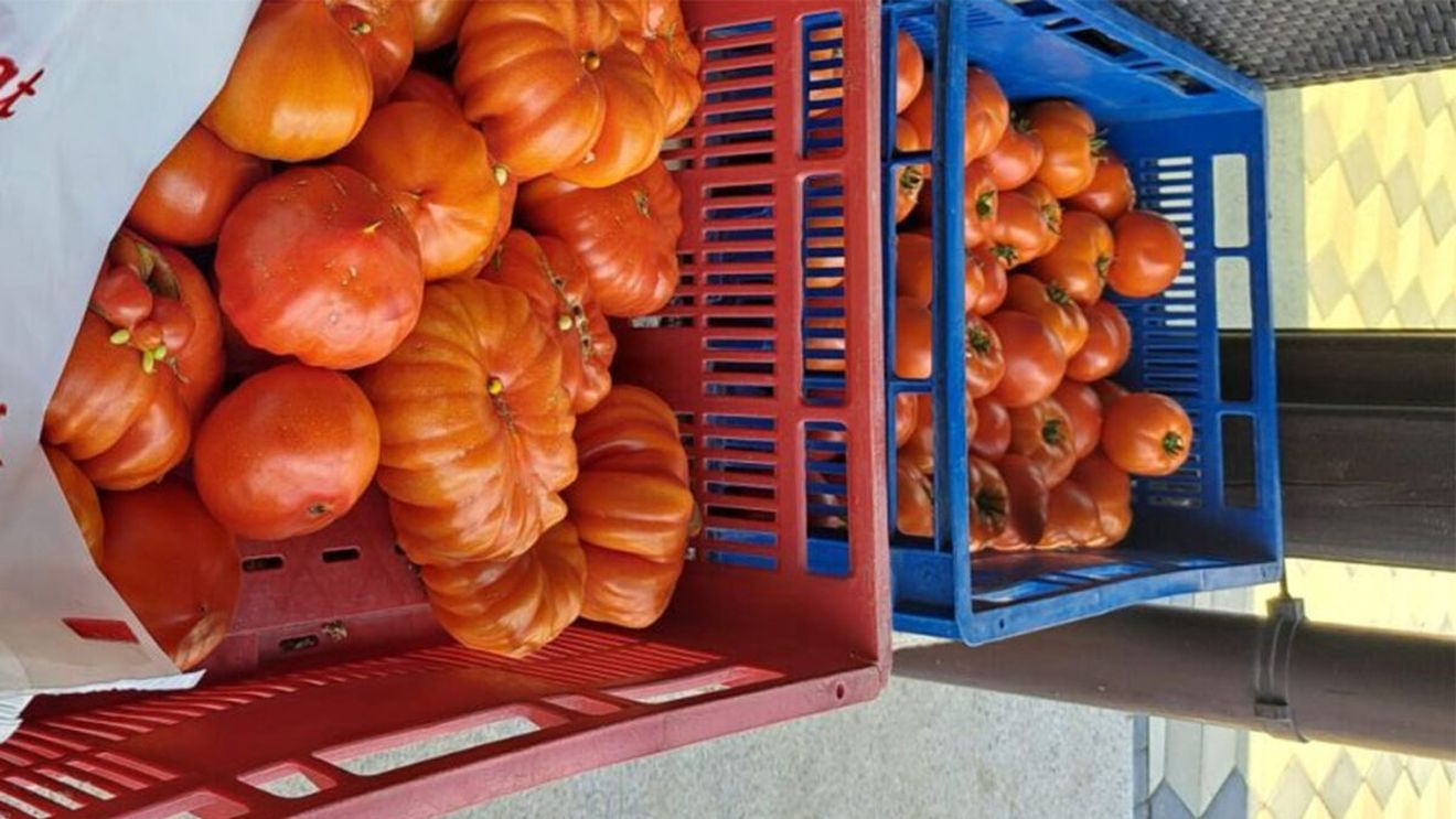 Prețuri ireale! Cu câți lei a ajuns să se vândă în piață un kilogram de roșii românești