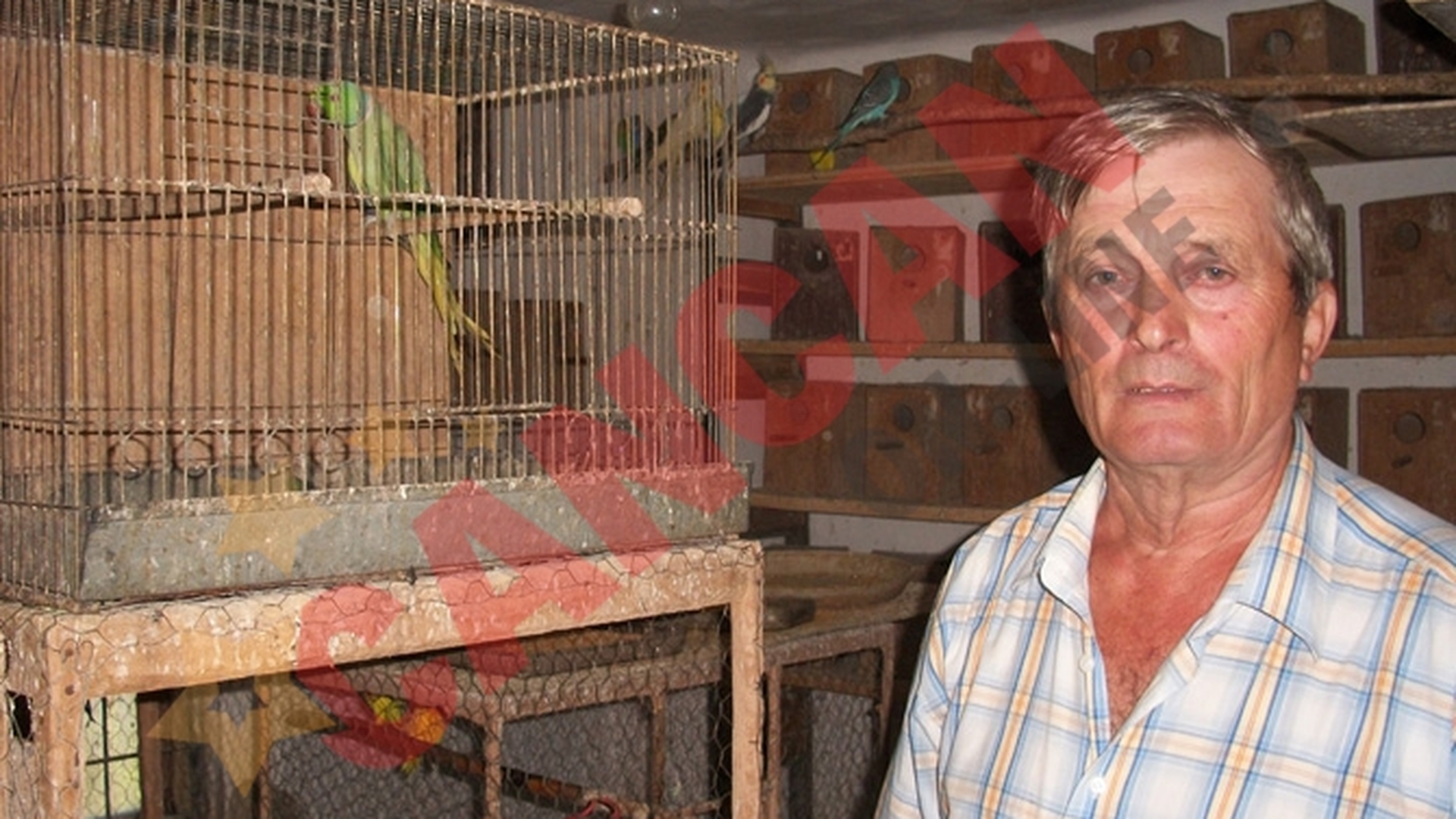 El creste papagali, pauni si dihori