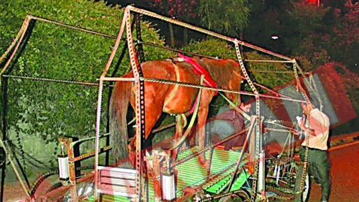 Circula cu cal-mobilul