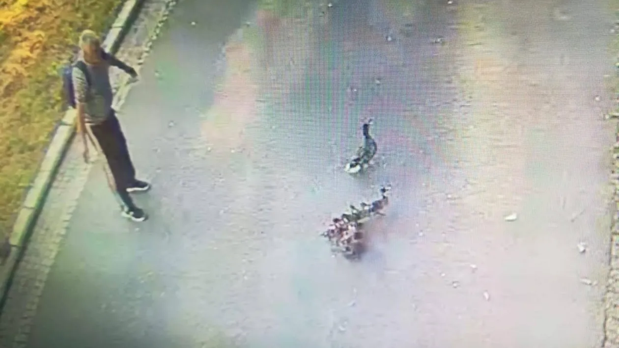 Bărbat filmat când fura o rață dintr-un parc craiovean. Ce le-a spus polițiștilor
