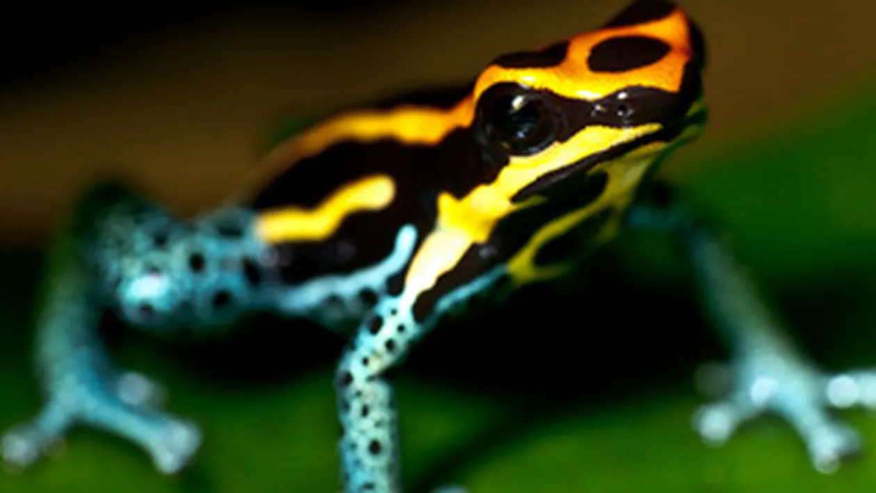 Broastele raioase simt cutremurele cu cateva zile inainte!