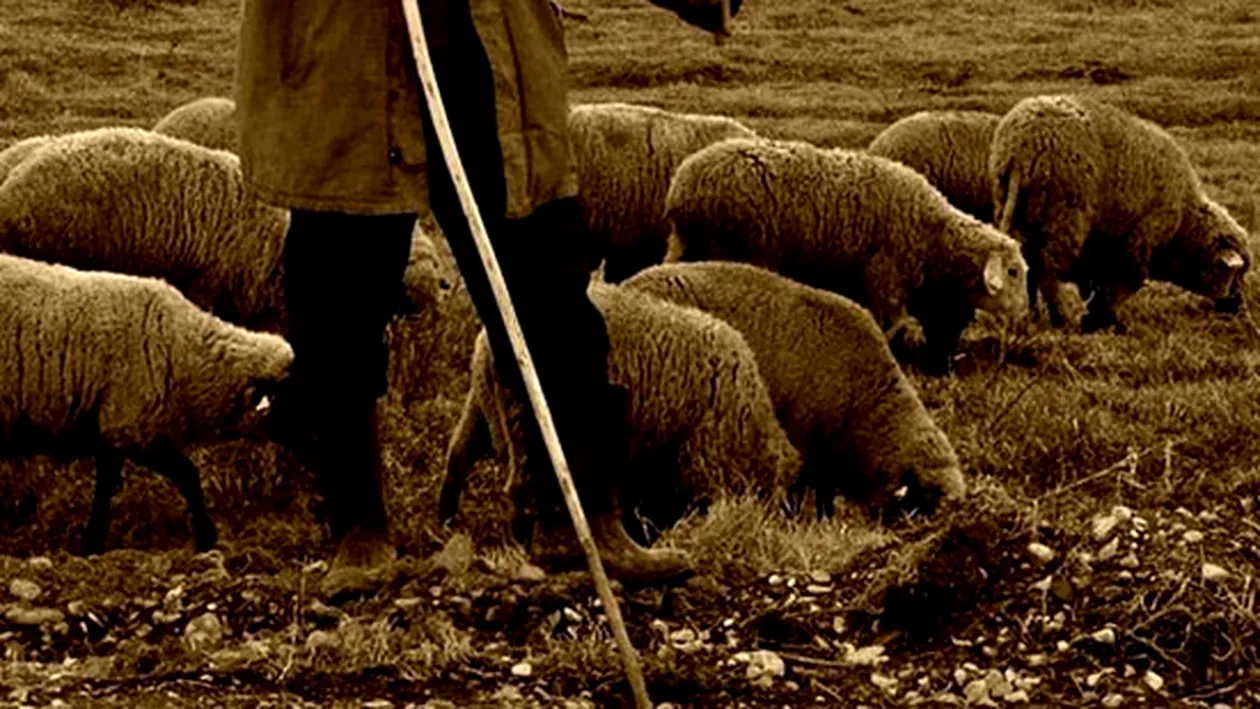 Un cioban din Vrancea căutat aproape 24 de ore. Cum a fost găsit bărbatul