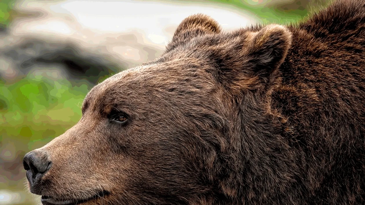 După italianul ucis de urs, un alt bărbat a ajuns în stare gravă la spital! Animalul sălbatic l-a atacat