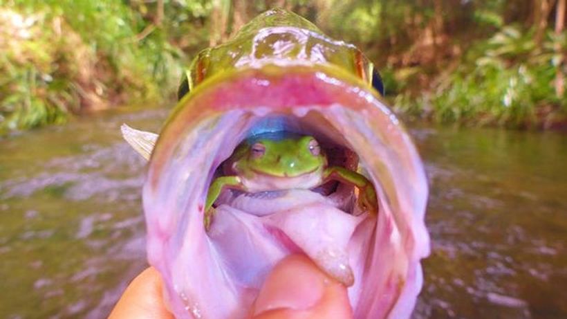 Un pescar a trait SOCUL VIETII in momentul in care a scos din apa acest peste! Nu iti poti imagina ce a gasit in gura lui