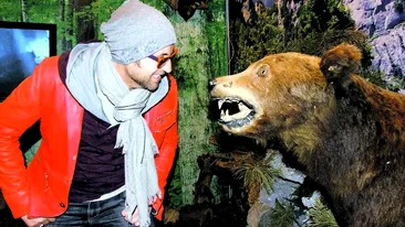 Bote traieste periculos. S-a dat la ursul brun