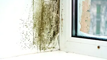 Cum iti feresti casa de umezeala si mucegai