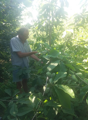 O olteancă și soțul ei neamț cultivă arbori exotici într-o comună vestită pentru legumele tradiționale