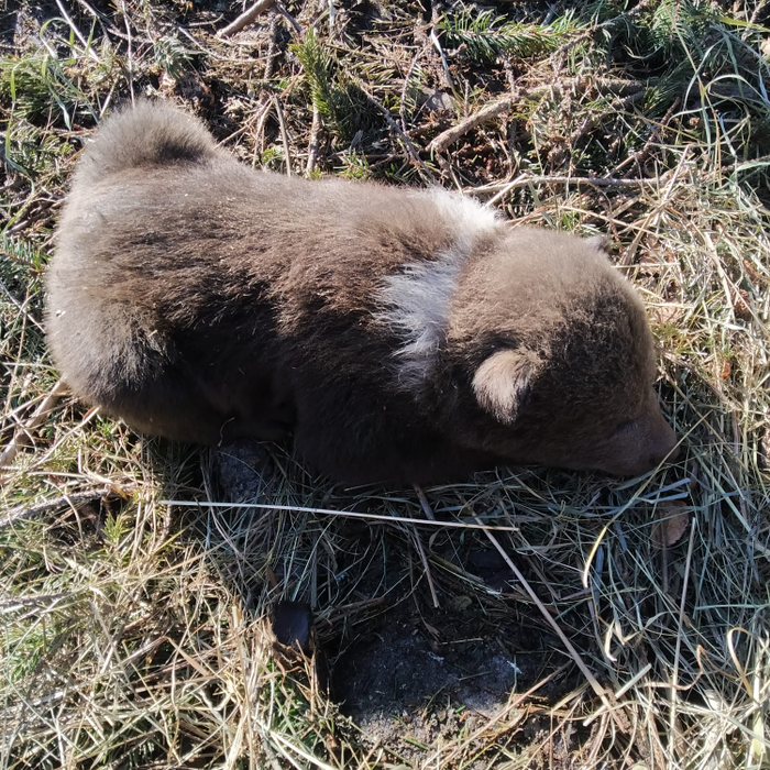 Imagini emoționante. Pui de urs nou-născut, salvat din mijlocul unei exploatări forestiere. FOTO