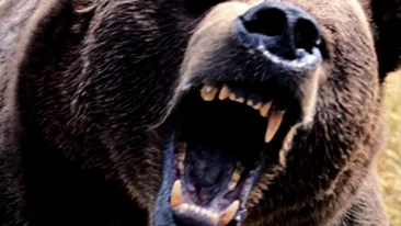 VIDEO Miorita reloaded! Un cioban atacat de urs a fost salvat de cainii credinciosi