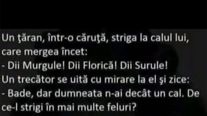 BANCUL ZILEI | "Diii, Murgule! Dii, Florică! Dii, Surule!"