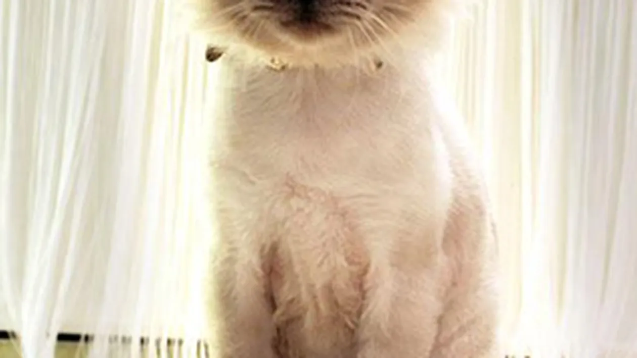 Oana Zavoranu da o super petrecere in cinstea lui Marty! Vezi ce mesaj a lasat pisoiul fanilor sai pe Facebook!