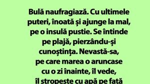 BANC | Bulă naufragiază pe o insulă pustie