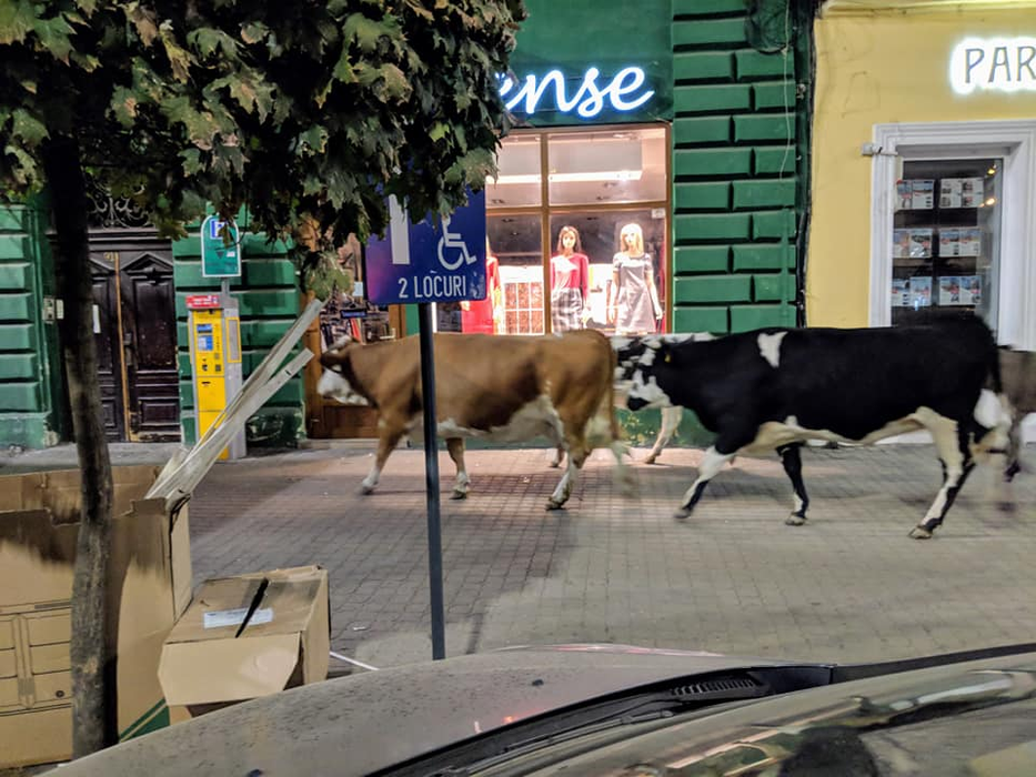 ”Gașca” de patru animale s-a plimbat nestingherită prin centrul Aradului