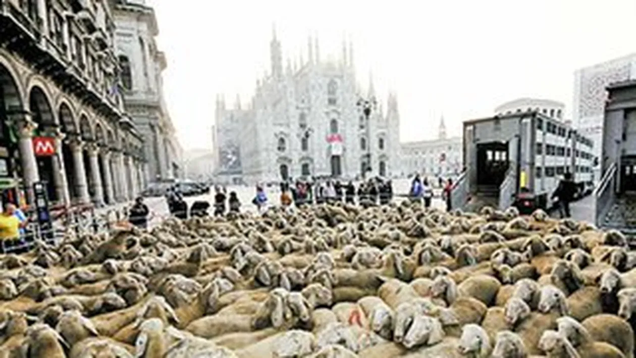 Eveniment neasteptat in Italia! Oile au invadat Piata Domului din Milano